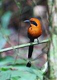 Rufous Motmotborder=